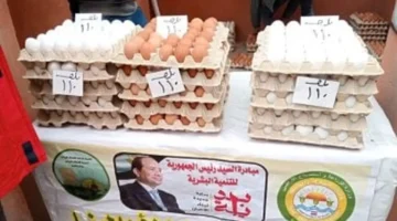 3.5 جنيه للبيضة.. أسعار الدواجن في أسواق كفر الشيخ خلال تعاملات الخميس